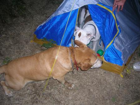shania et cousin hobby le marseillais 